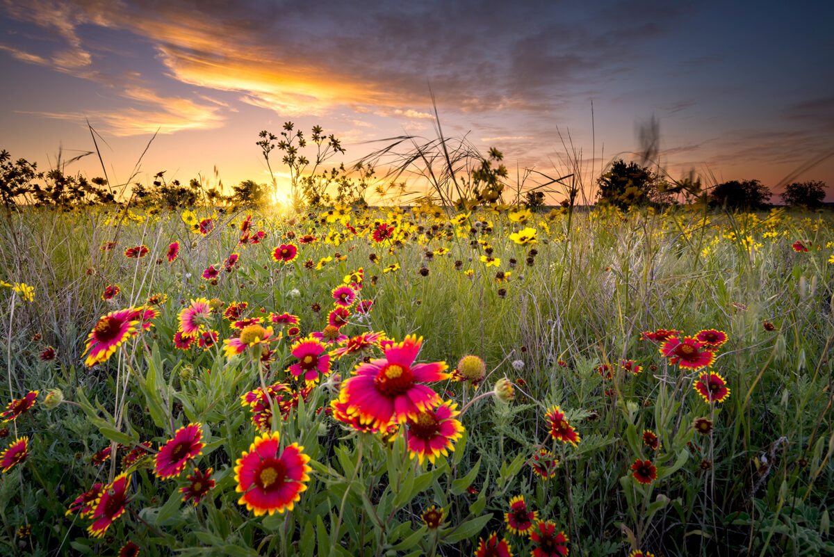 Field of wildflowers