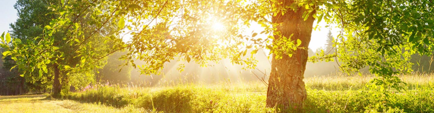 Tree and meadow

